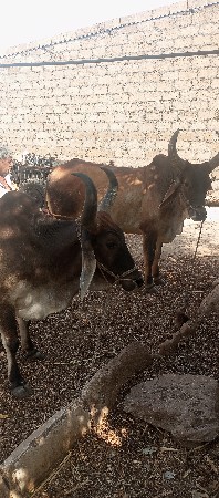 8141890295 આ નંબર ઉપર ફોન કરવો