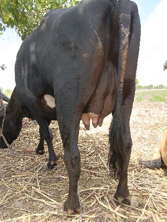 આ ગાય વેચવાની છે