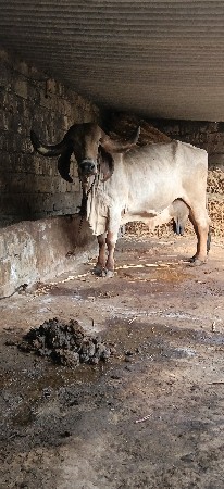 ગીર ગાય વેસવા છે