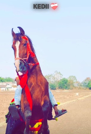ghodi