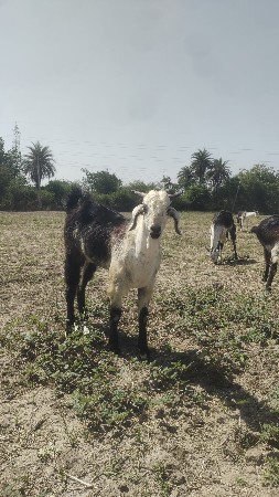 original chhe 1.5 વરસ નો