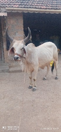 વાછડો  વેચવાનો છે