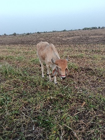બળધ વેચવા ના છે
