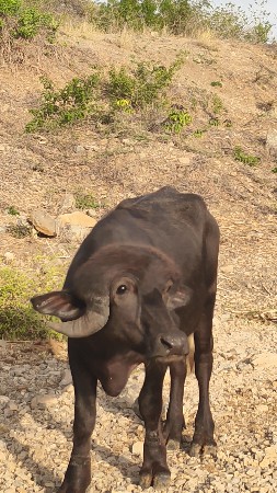 બે વર્ષનો છે