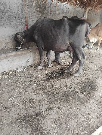 પંદરદીવસનીવારછે