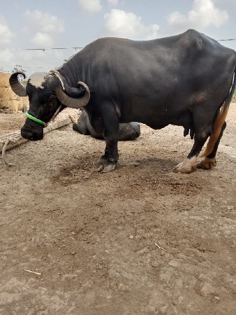 2ભેશ વેચવાની છે