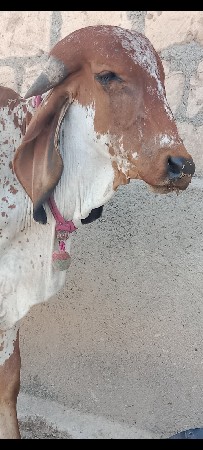 વાસડો વેસ વાનો છે