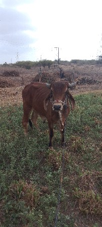 હાવ હોજો