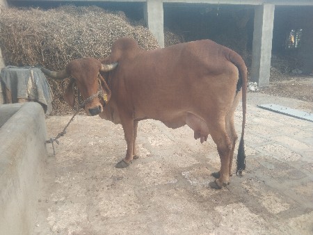 ત્રીજું વેતર 8 10 દિવસની કાશીછે