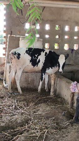 vachhdiyu vechavani chhe