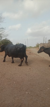 વેચવાની છે