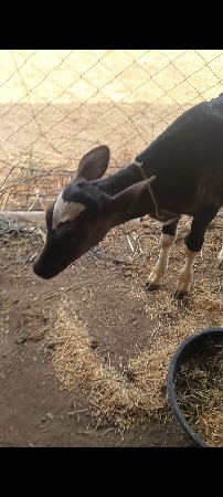 ત્રણ લીટર દૂધ વાસડું છે