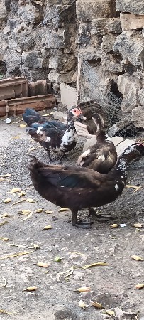 આ બટકું વેચવાની છે