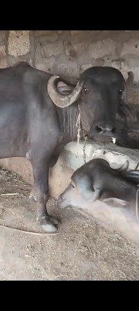 બે ખડેલા વેચવાના છે