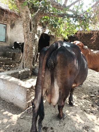 વેચવાની