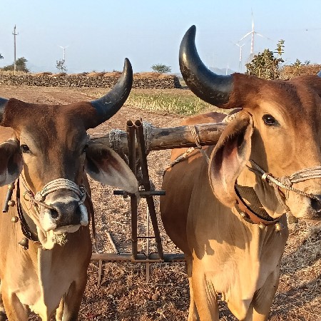 બળદ