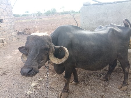 ભેંશ સારી કિંમત આવે તો વેસવી સે