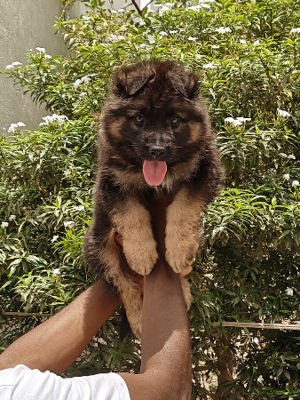 German shepherd