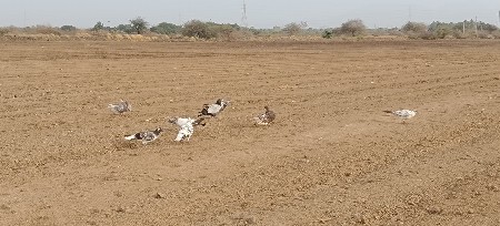 4 devana se kabutr