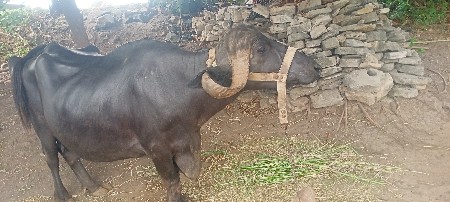 ભેંસ વેચવાની છે