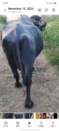 ભેસ વેસવા ની છે