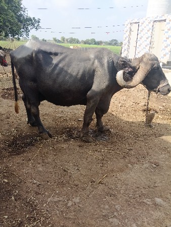 ભેશવેચવાનીશે