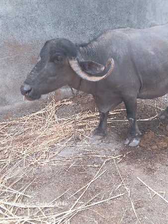તાજી વયાલેણ