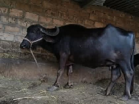 ભેંસ વેચવાની છે