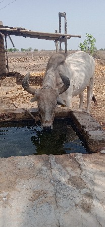 બળદ