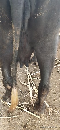 ભેંસ