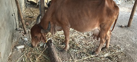 ગાય ત્રીજુ વેતર