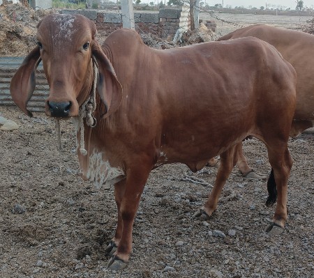 gir vasdi 2