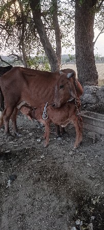 ગાય દેવાની છે