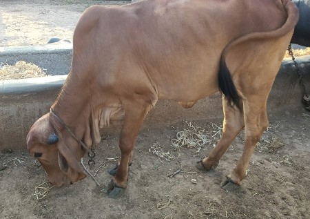 ગીર વાછડી છે