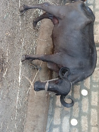 3જૂ વેતર ભેંસ