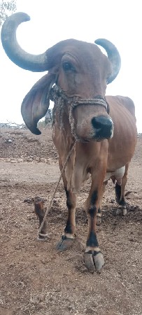 વેચવાની