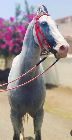 8 વર્ષ