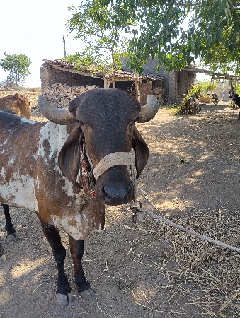 ગાય વેચવાની છે