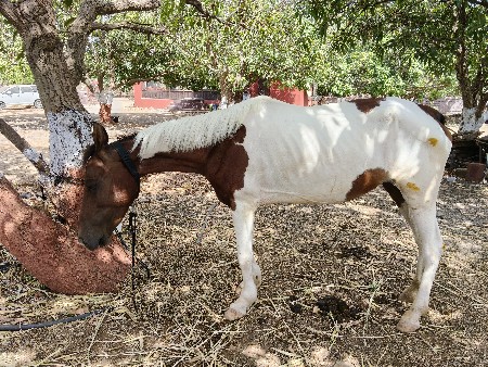 આ ઘોડી વેચવાની છે