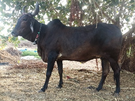 ગાયછૅકાડિહૉડકિગાભણછૅ૮મનાનિબધિ
