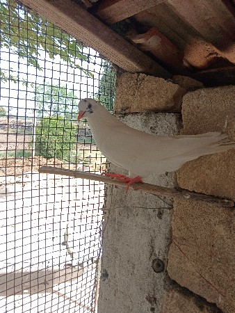 કબૂતર વેચવાના છે