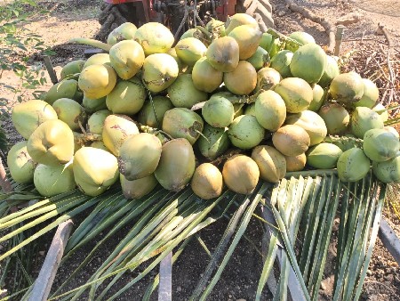 નારીયેળ દેવાના હોઈ તો કોન્ટેક્ટ