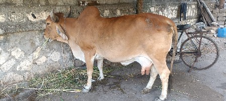 ગાય વેસવની છે 3 વેતર