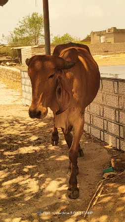 સાટા કરવા ના છે