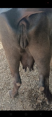 ભેંસ