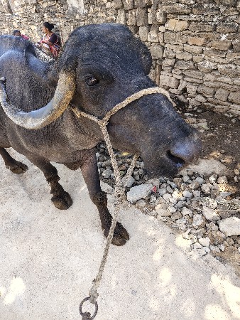 5લીટર 5.5વાણેલી