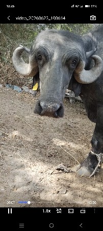 ભેંસ વેચવાની છે પેલું વેતર