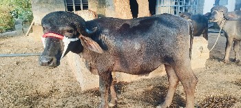 પાડો વેચવાનો છે