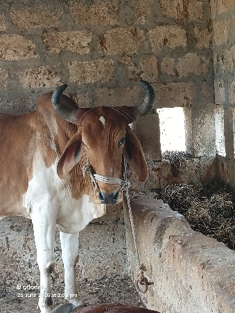 godala