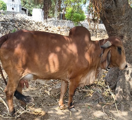 ગાય વેંચવાની છે. અસલ ગીર નસલ ની